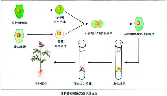 细胞培养的基本技术原理